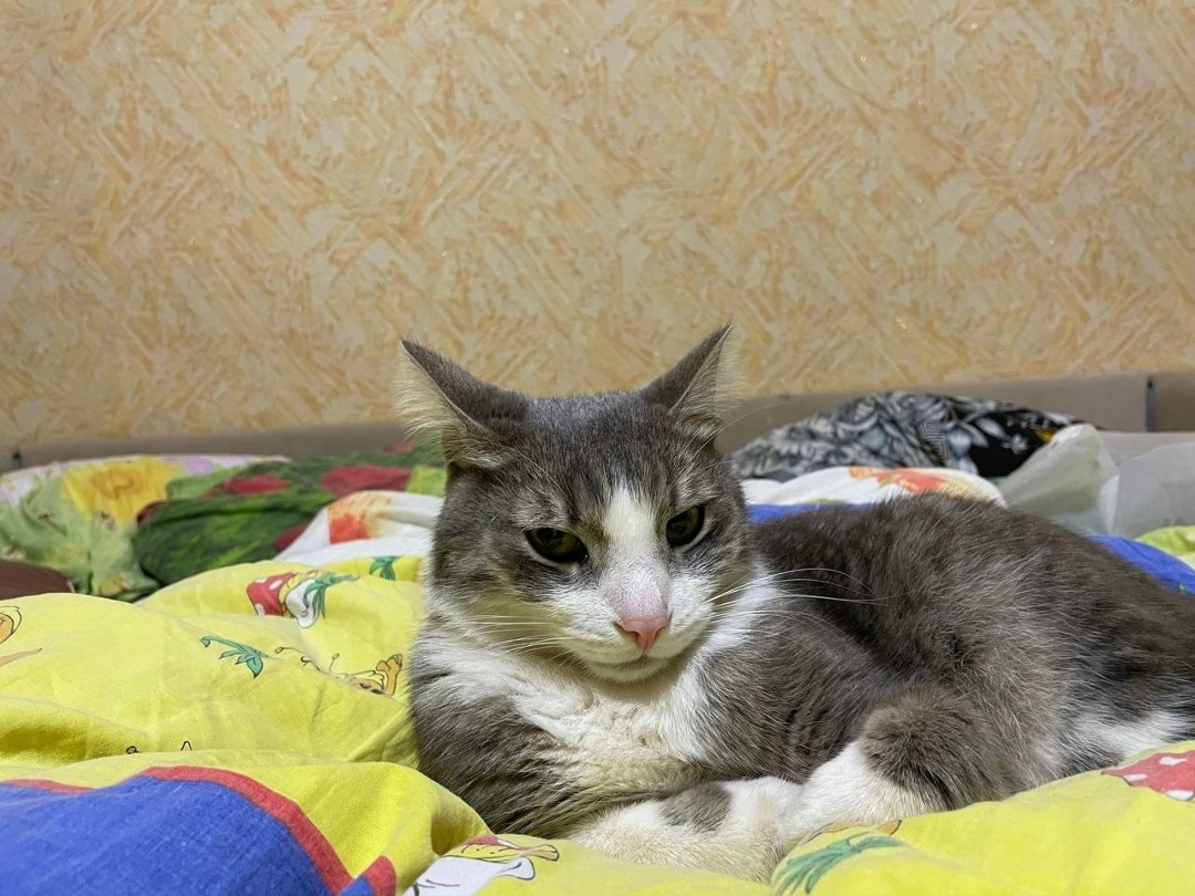 Пропала кошка в Ижевске — фото объявления