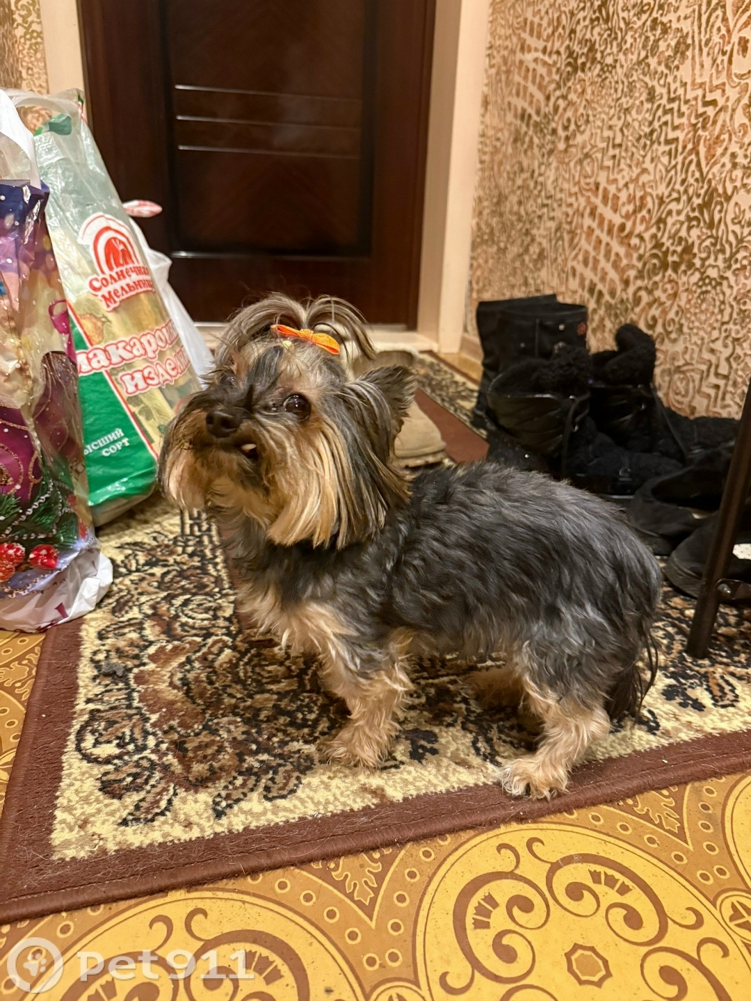 Найдена собака в Ижевске — фото объявления