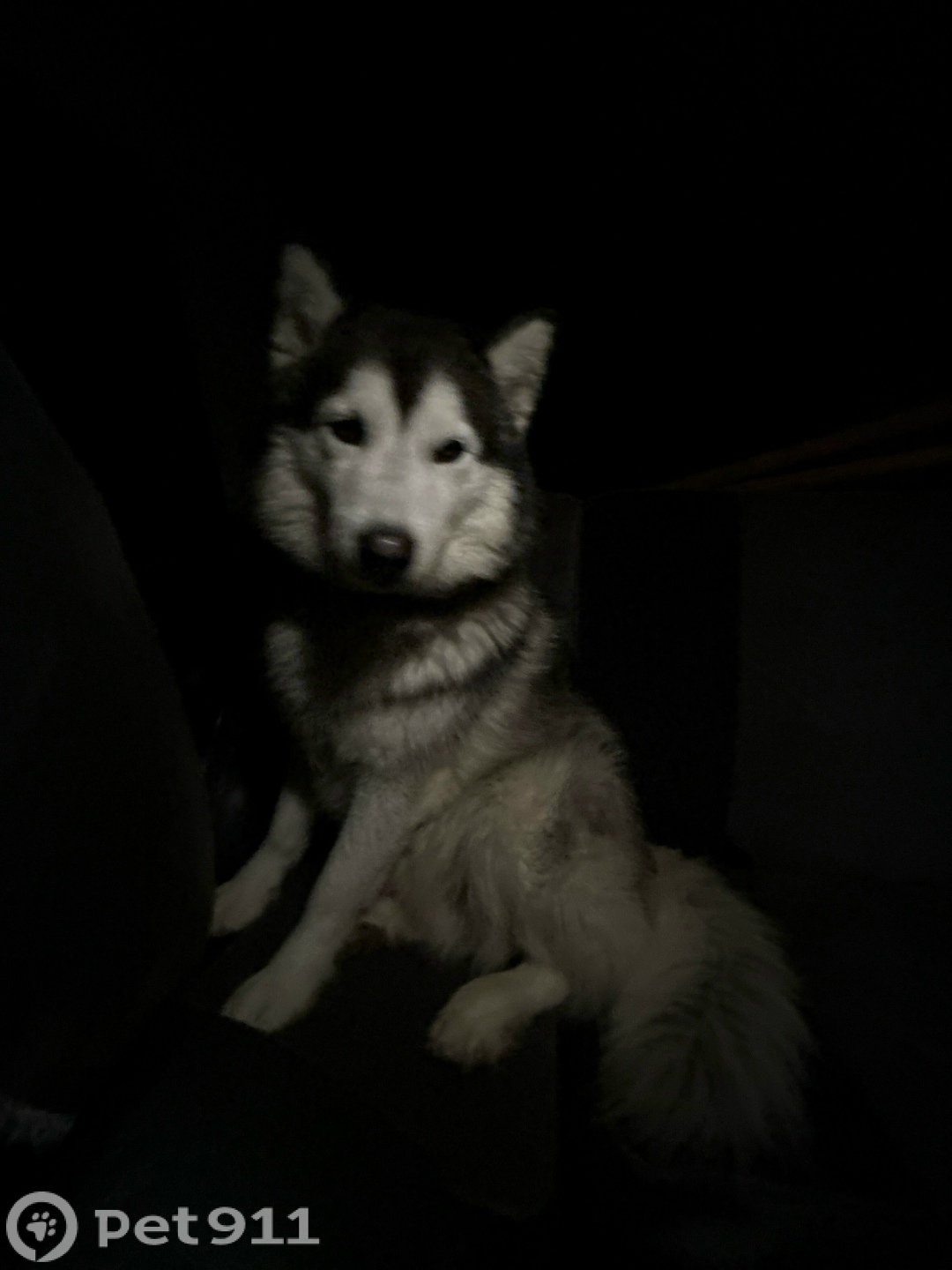 Найдена собака в Ижевске — фото объявления