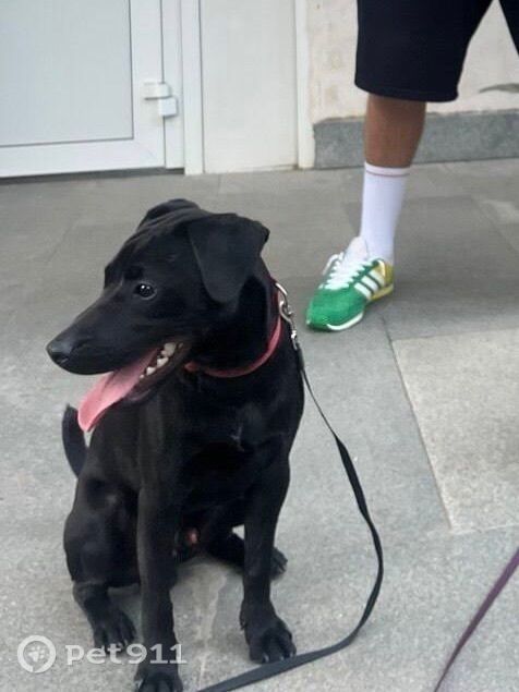 Пропала собака в Ижевске — фото объявления