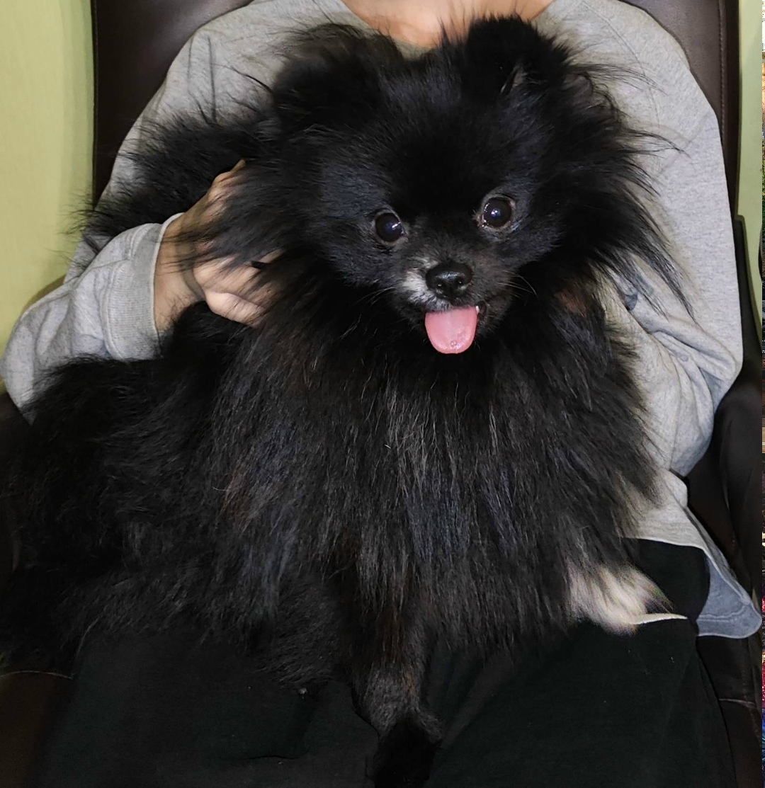 Пропала собака в Ижевске — фото объявления