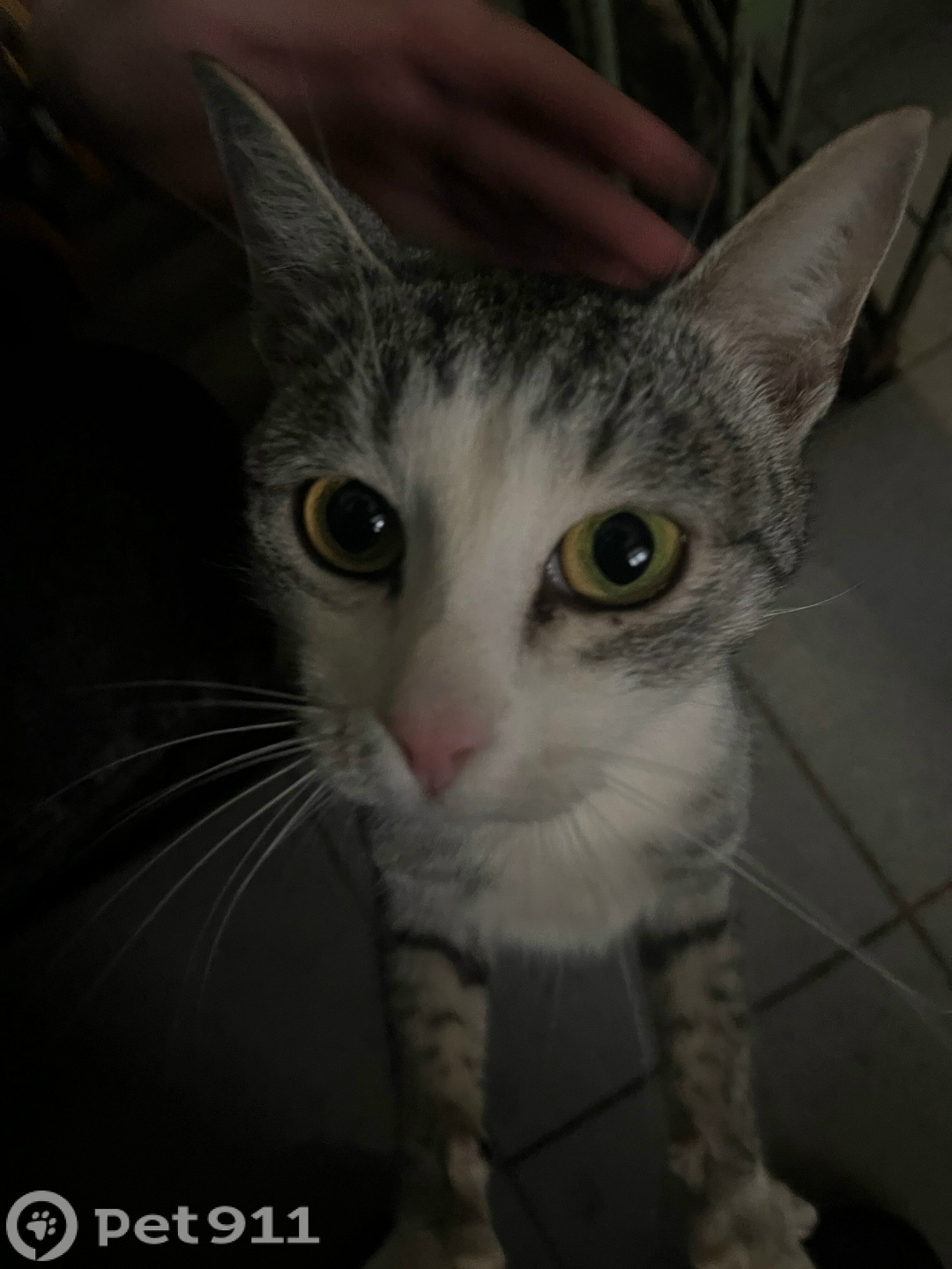 Найдена кошка в Ижевске — фото объявления