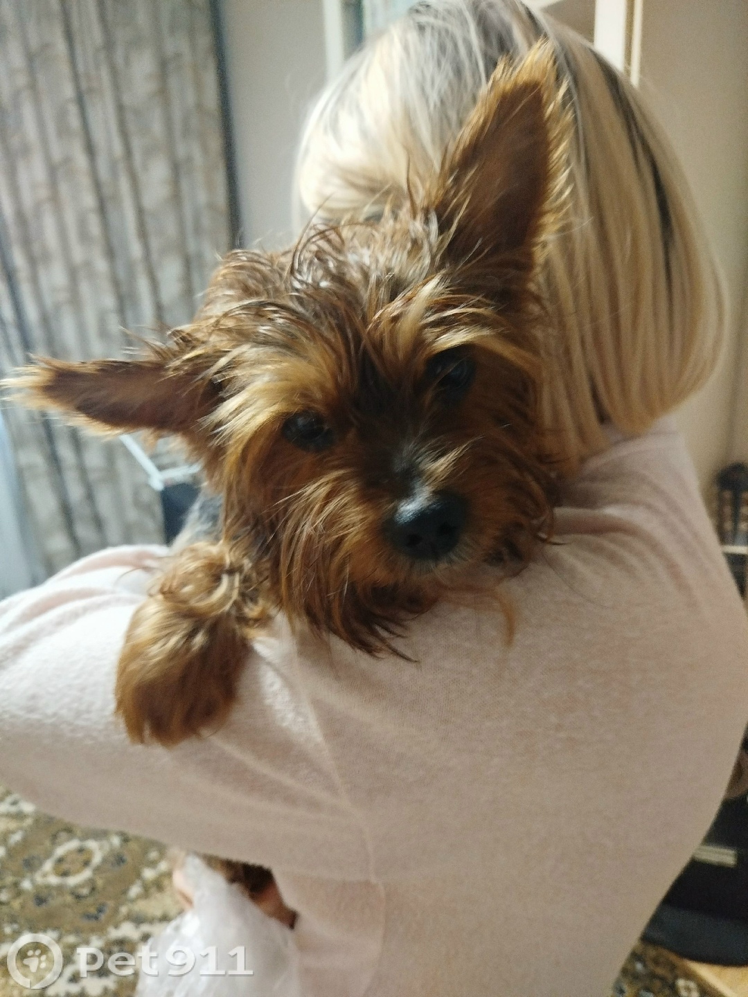 Найдена собака в Ижевске — фото объявления