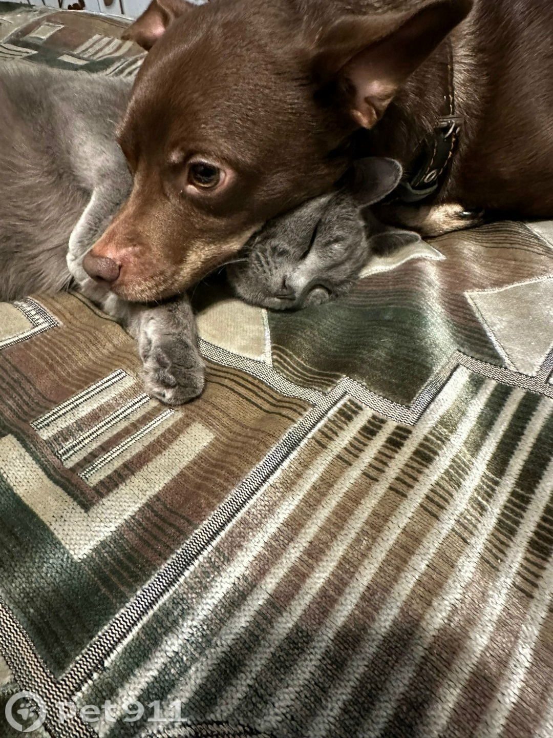 Пропала собака в Ижевске — фото объявления