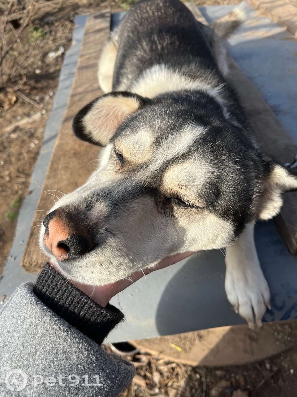 Пропала собака в Ижевске — фото объявления