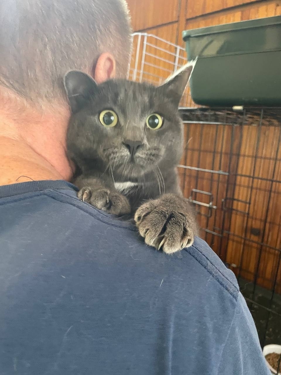 Найдена кошка в Ижевске — фото объявления