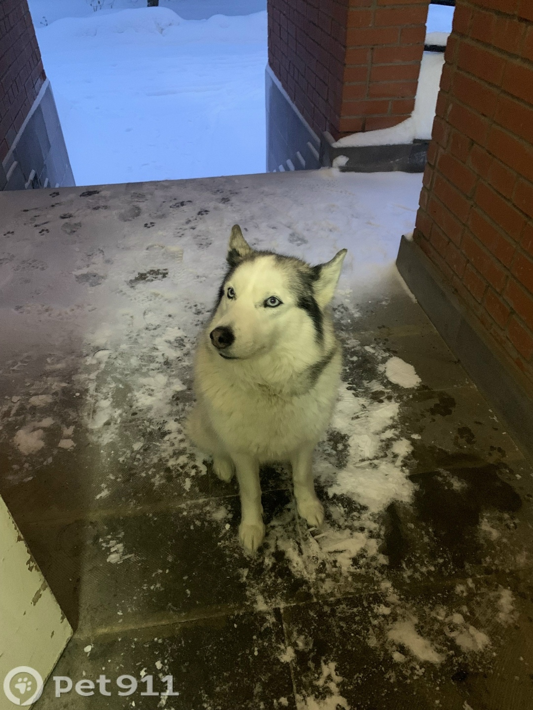 Найдена собака в Ижевске — фото объявления