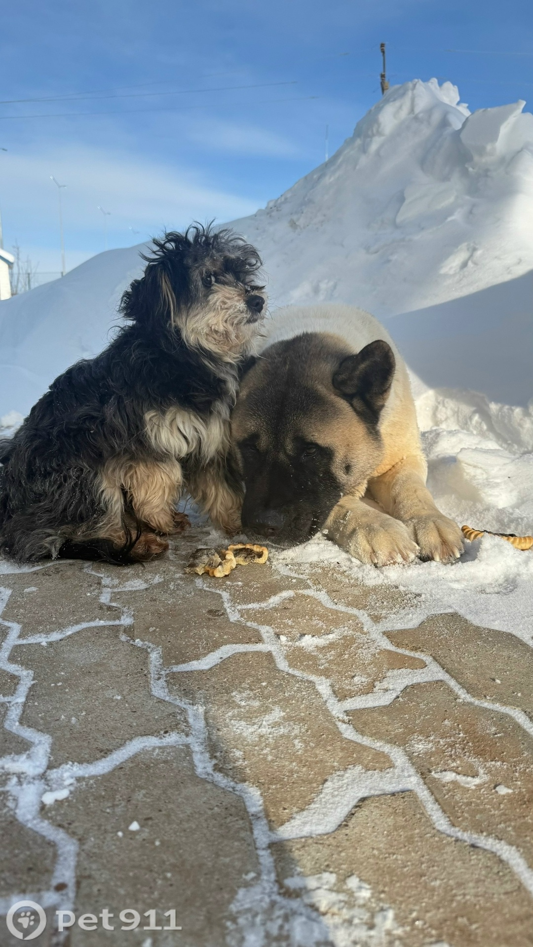 Пропала собака в Ижевске — фото объявления