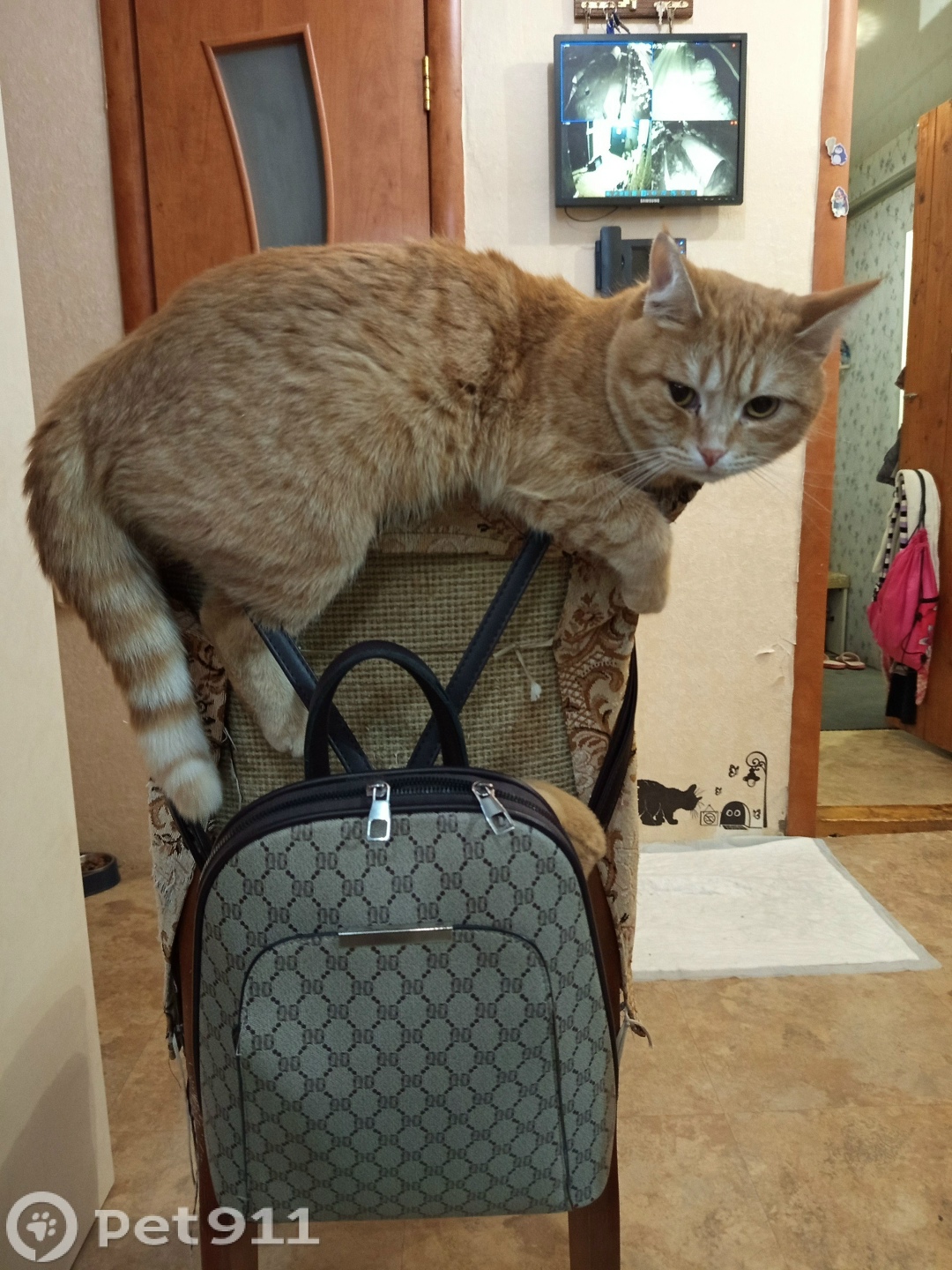 Пропала кошка в Ижевске — фото объявления