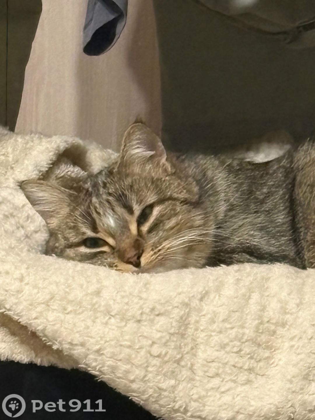 Пропала кошка в Ижевске — фото объявления