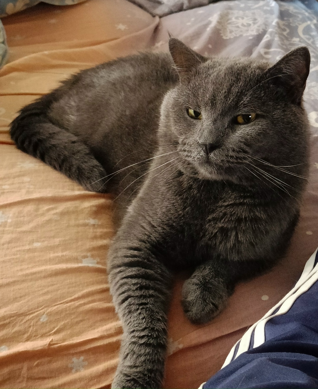 Пропала кошка в Ижевске — фото объявления