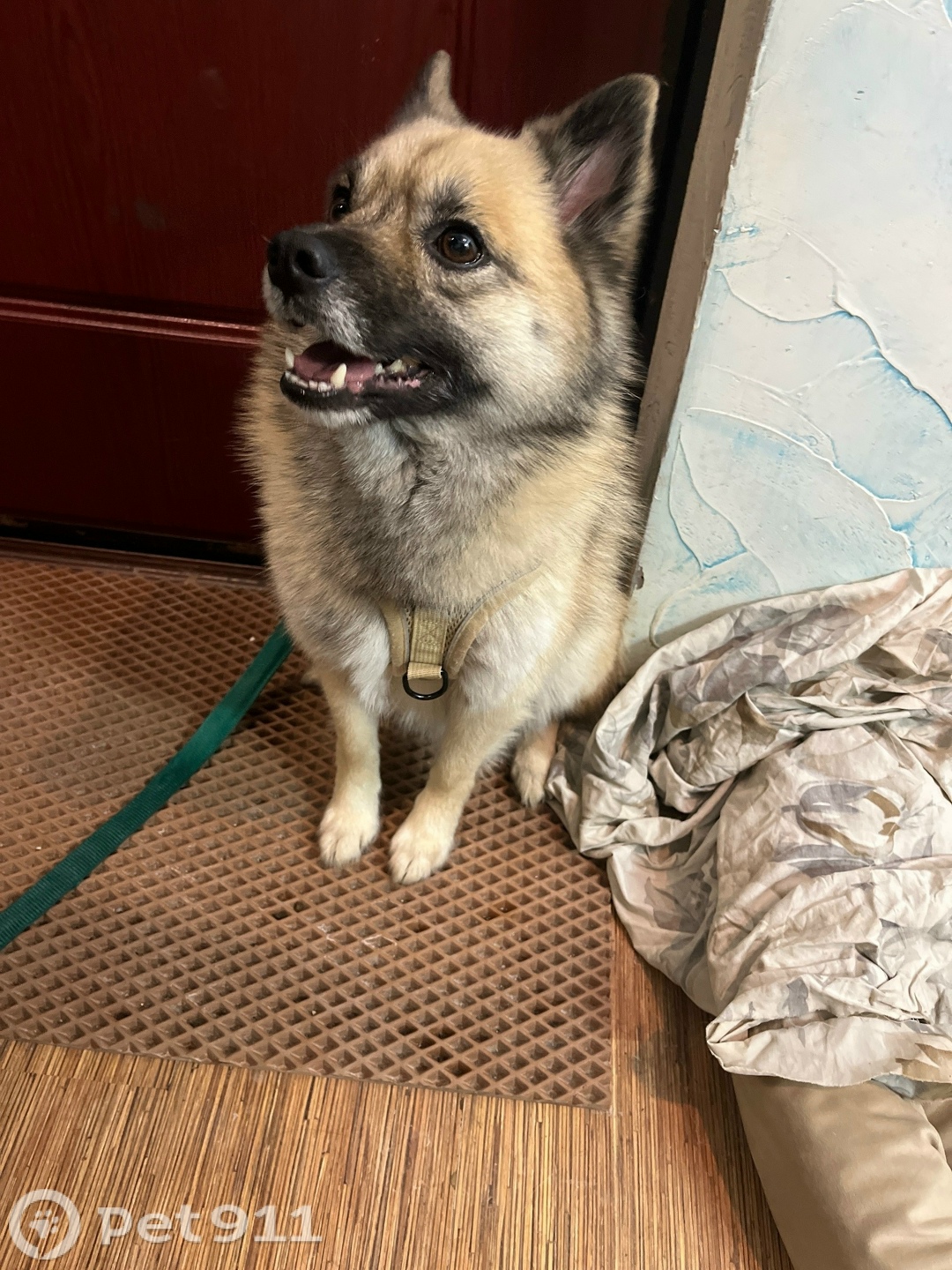 Найдена собака в Ижевске — фото объявления