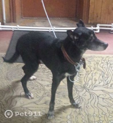 Найдена собака в Ижевске — фото объявления