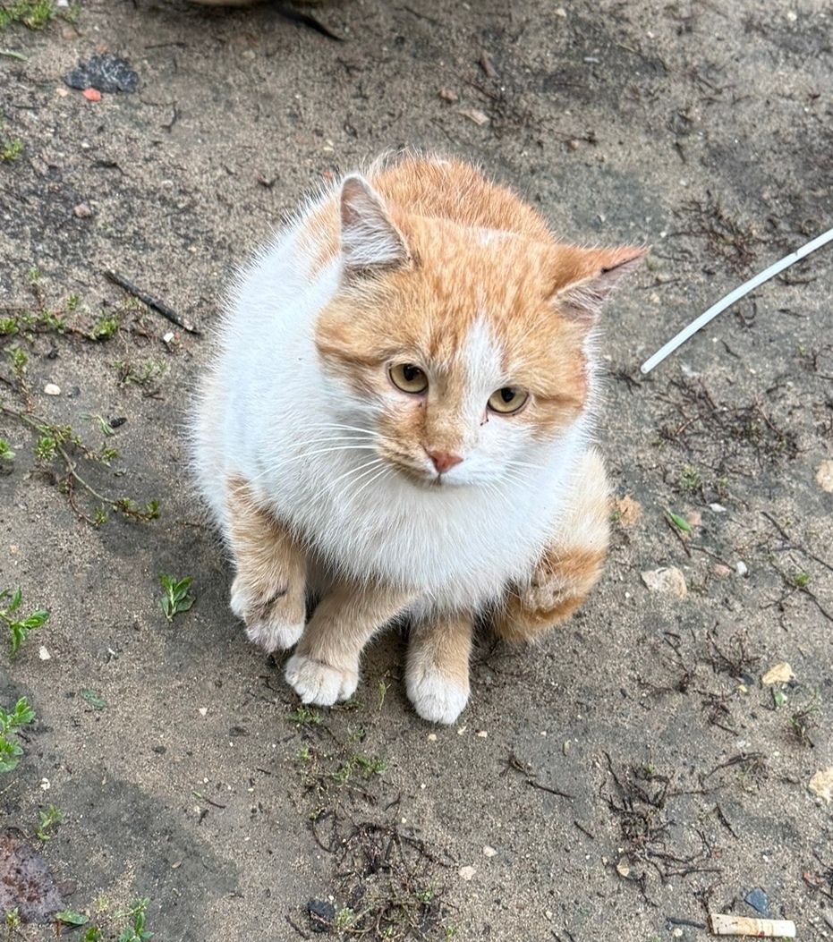 Пропала кошка в Энгельсе — фото объявления