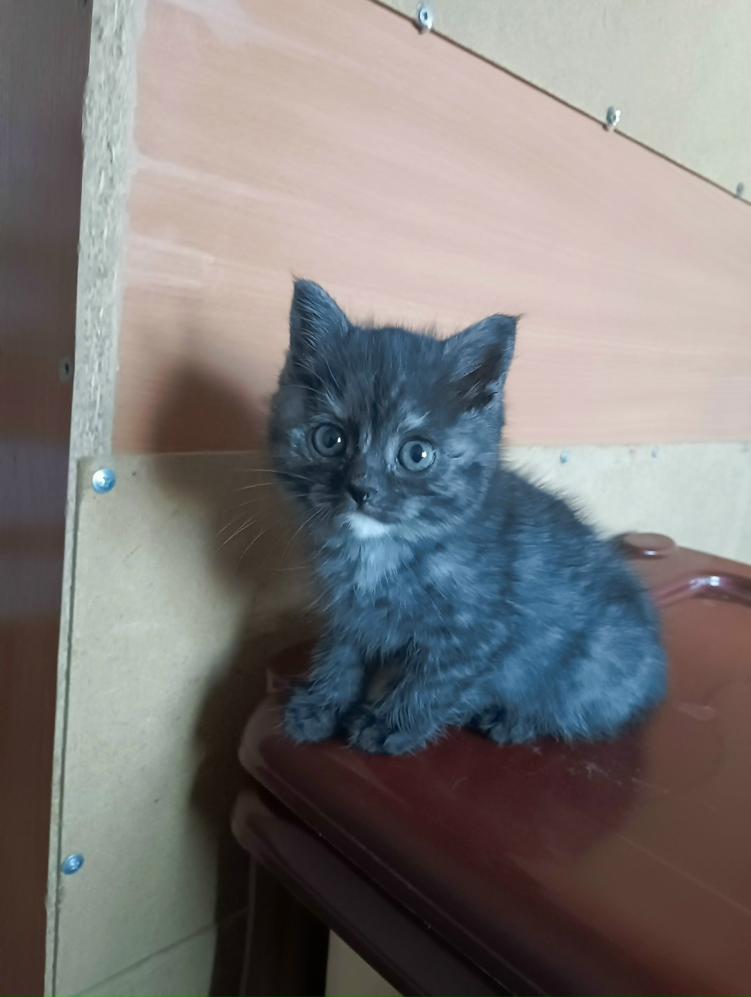 Найдена кошка в Энгельсе — фото объявления