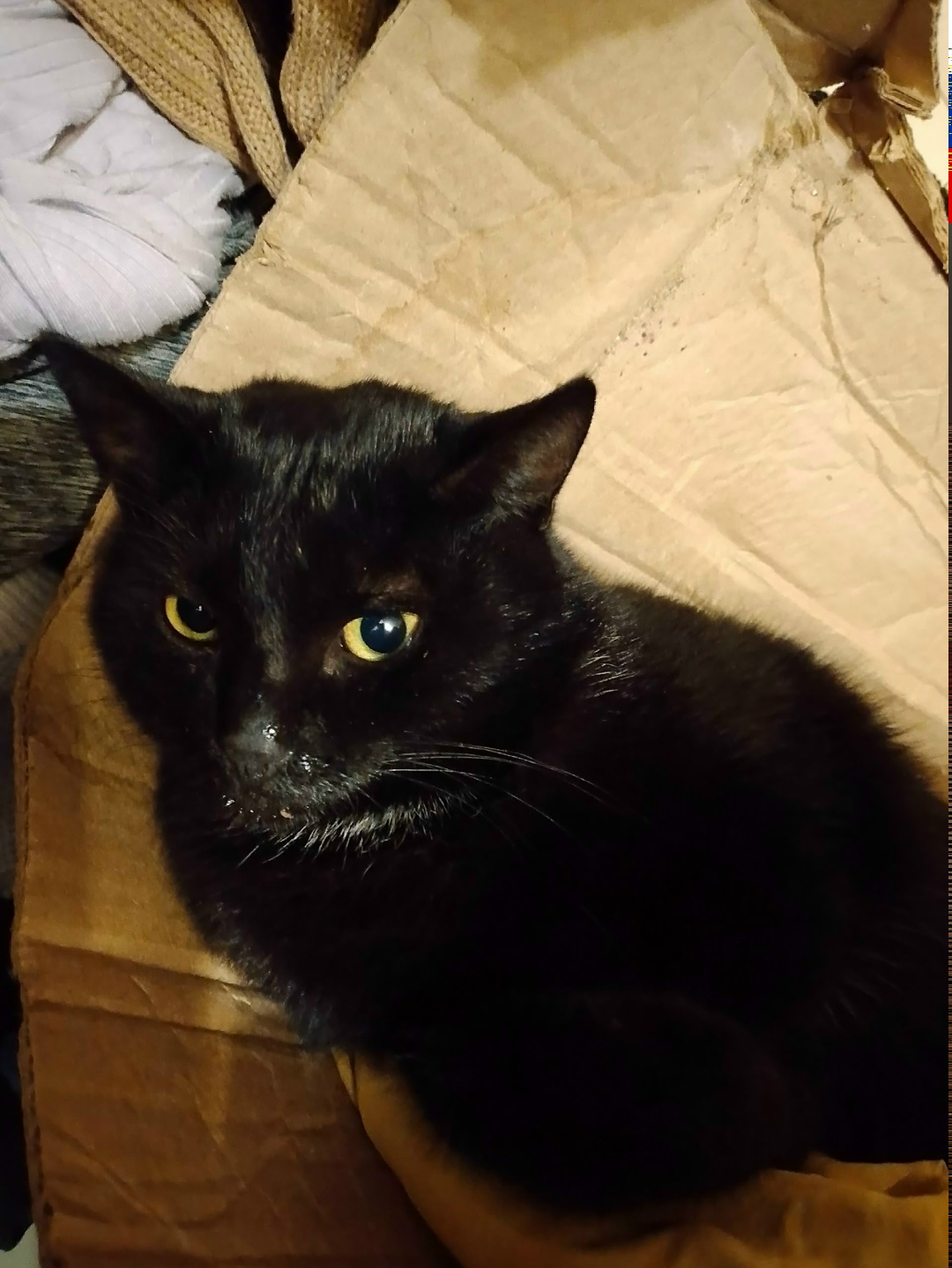 Найдена собака в Энгельсе — фото объявления