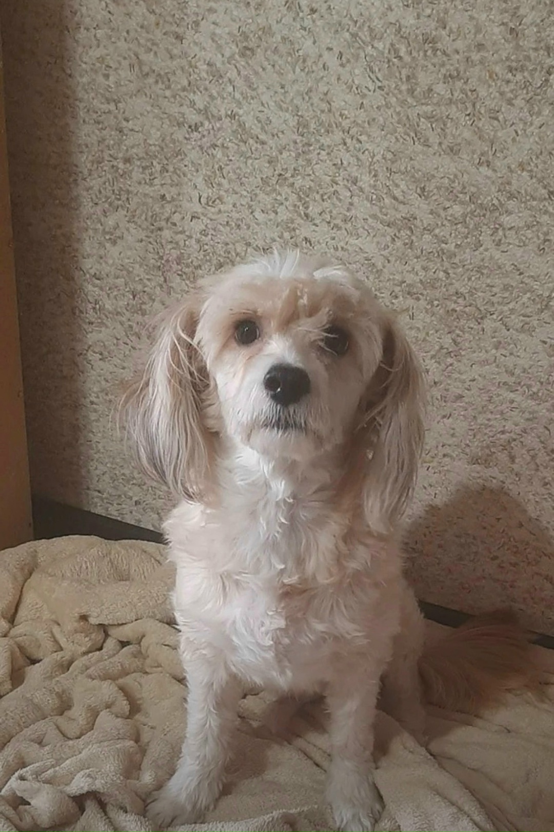 Пропала собака в Энгельсе — фото объявления