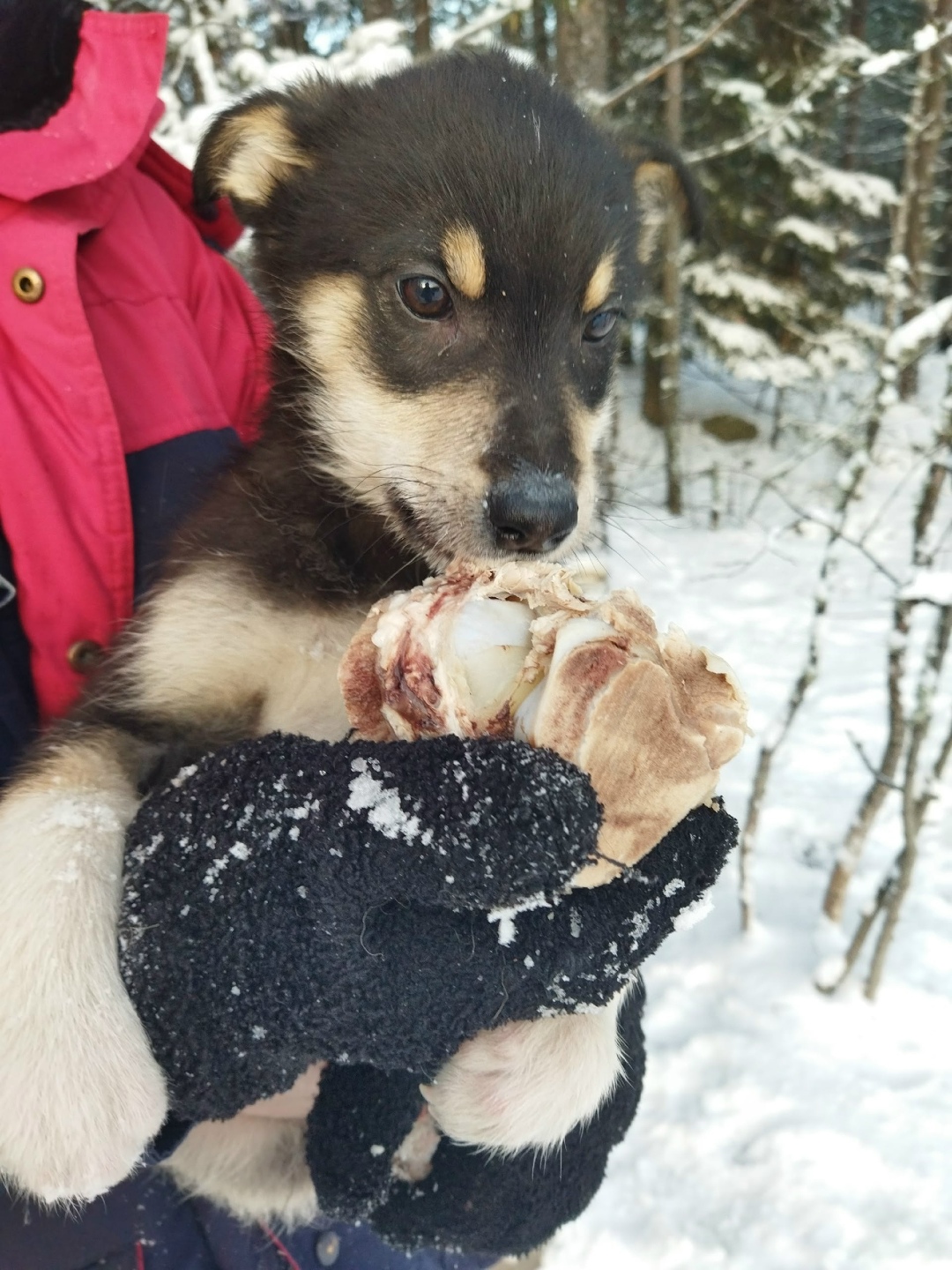 Найдена собака в Мурманске — фото объявления