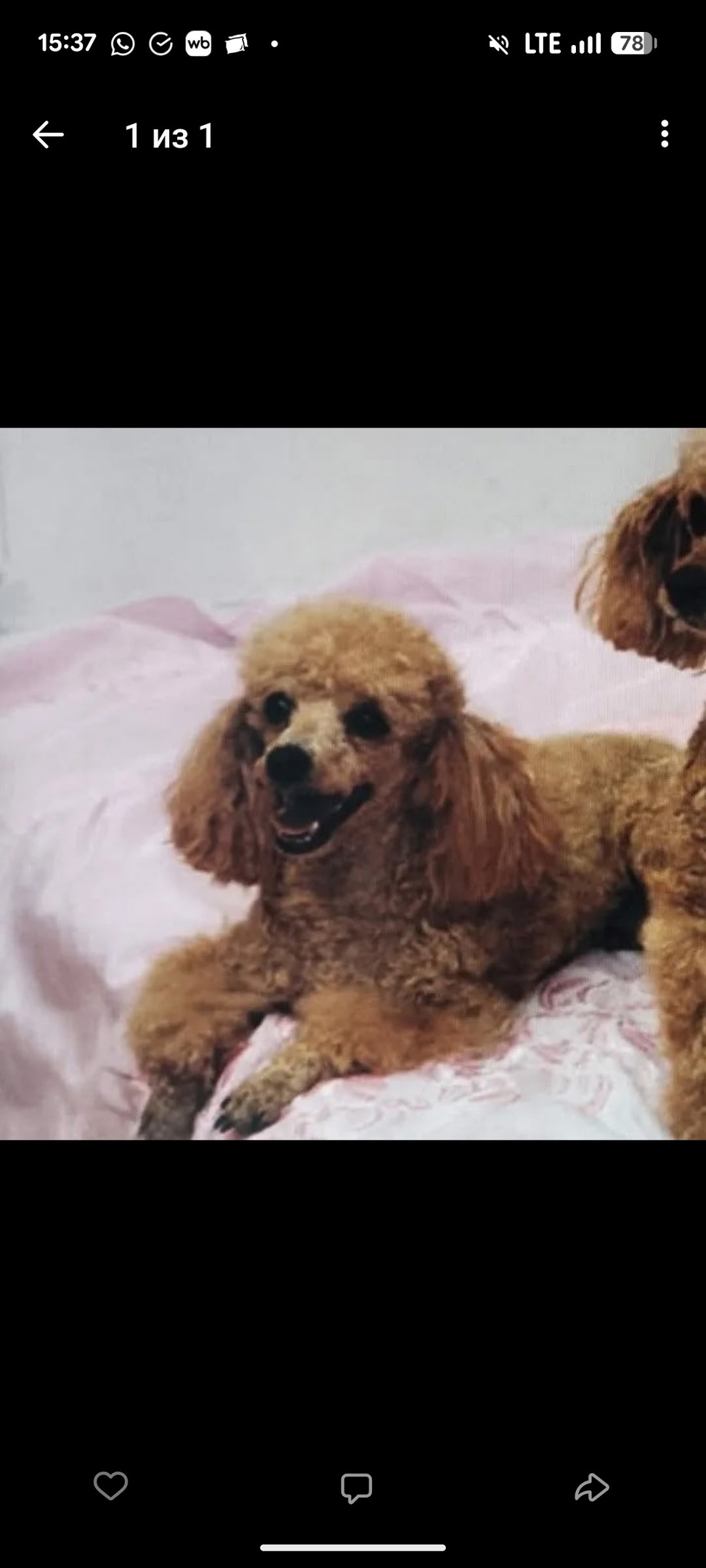 Пропала собака в Мурманске — фото объявления