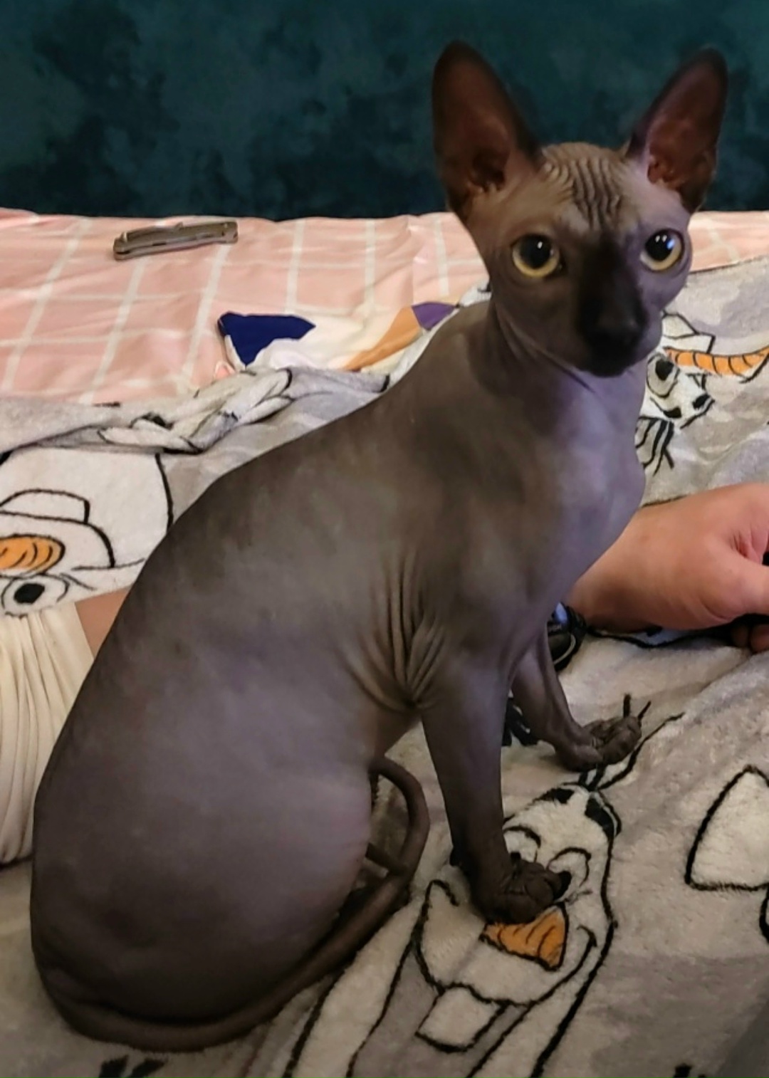 Найдена кошка в Мурманске — фото объявления