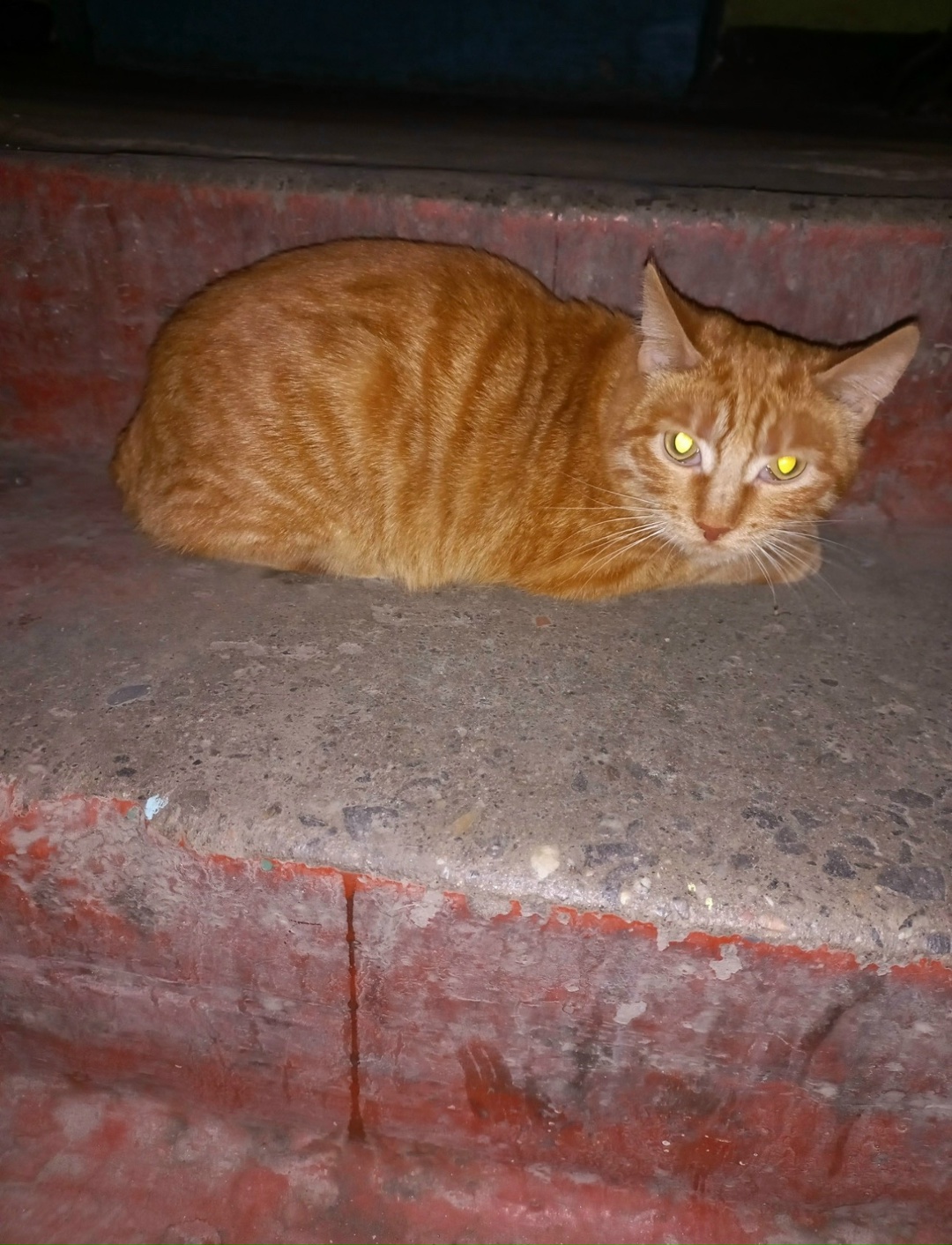 Пропала кошка в Мурманске — фото объявления