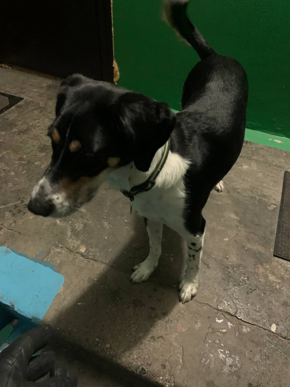 Найдена собака в Мурманске — фото объявления