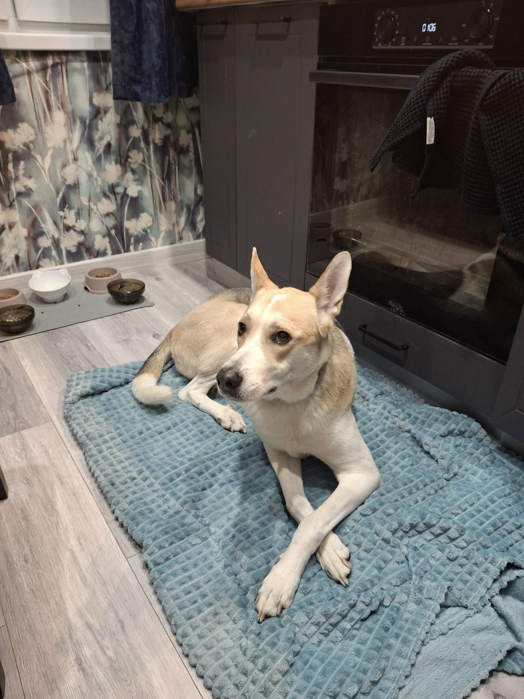 Найдена собака в Мурманске — фото объявления