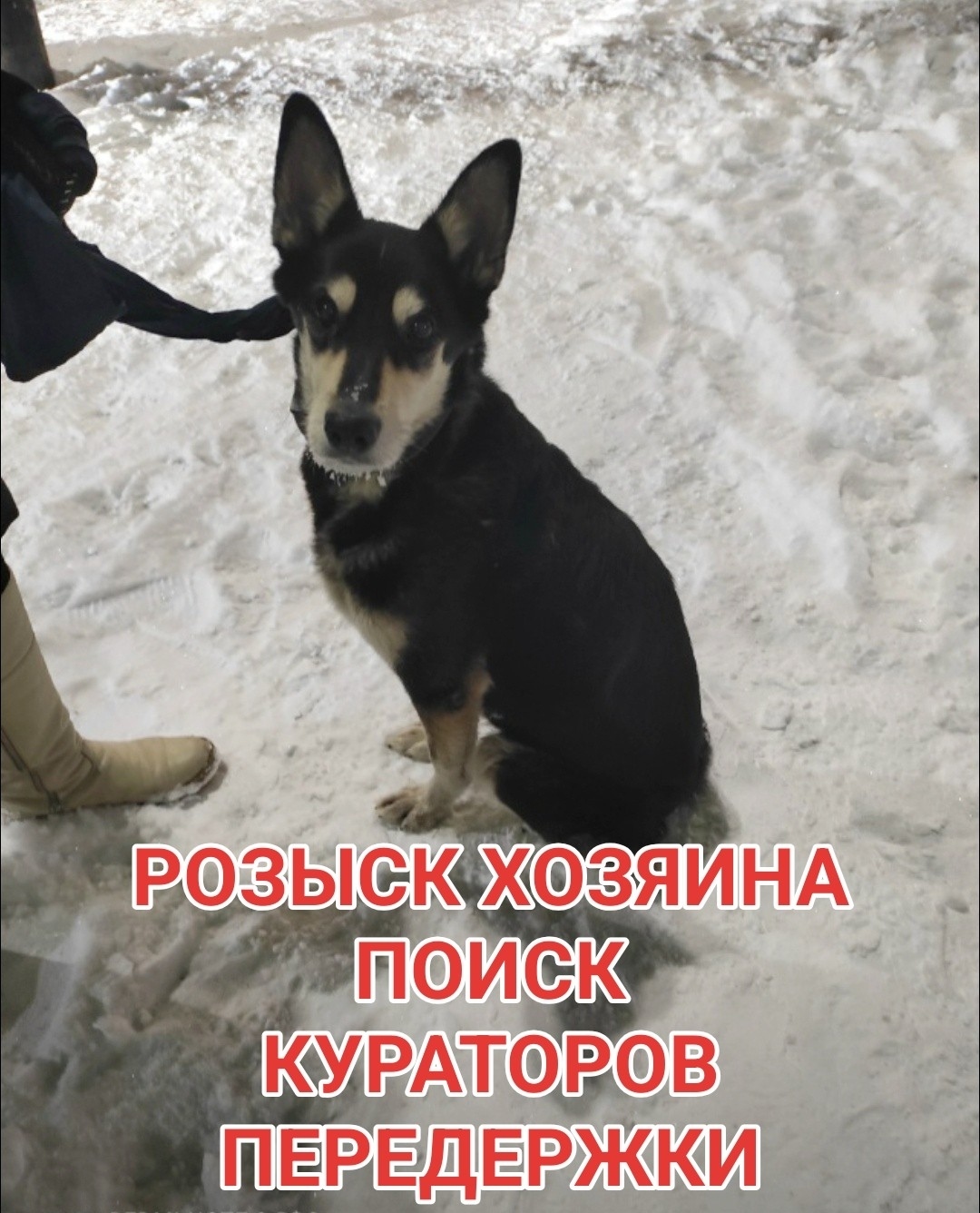 Найдена собака в Мурманске — фото объявления