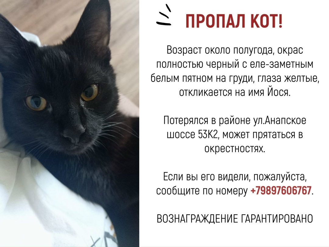 Пропала кошка в Новороссийске — фото объявления