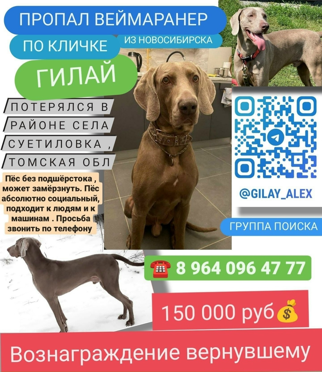 Пропала собака в Новороссийске — фото объявления