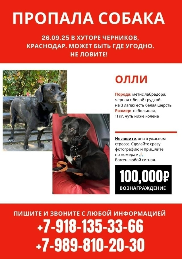 Пропала собака в Новороссийске — фото объявления