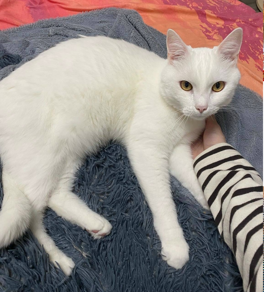 Пропала кошка в Новороссийске — фото объявления