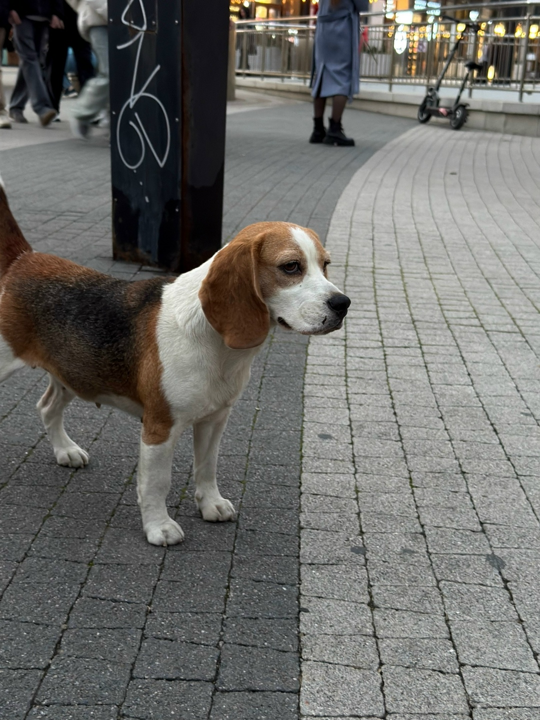 Пропала собака в Новороссийске — фото объявления