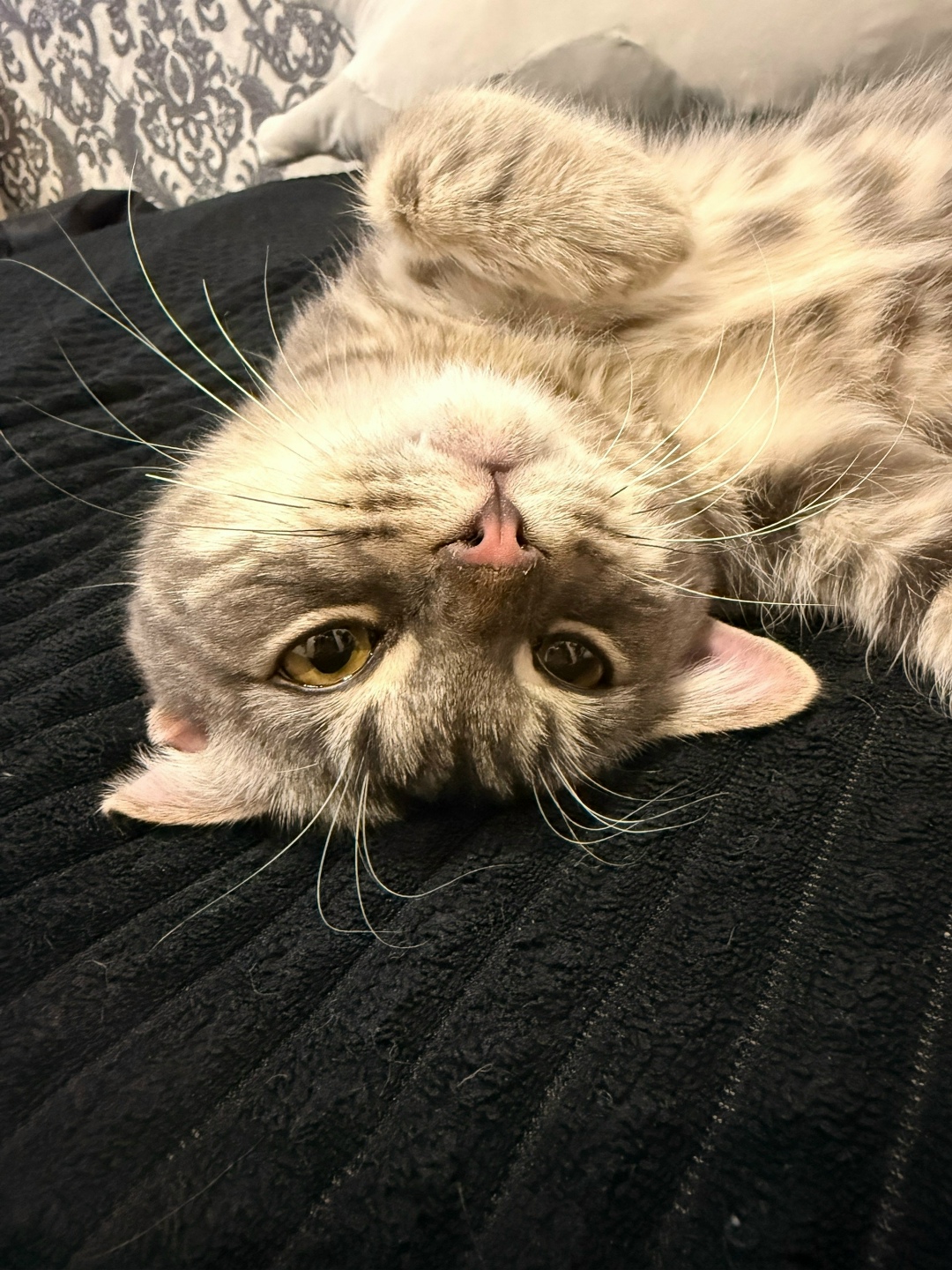 Найдена собака в Магнитогорске — фото объявления