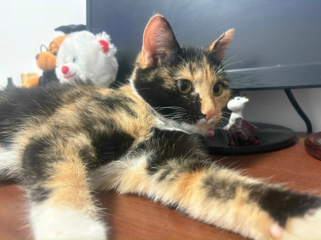 Найдена кошка в Магнитогорске — фото объявления