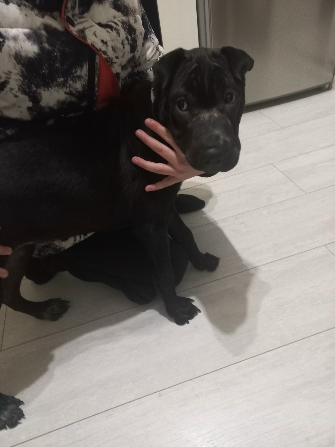 Найдена собака в Магнитогорске — фото объявления