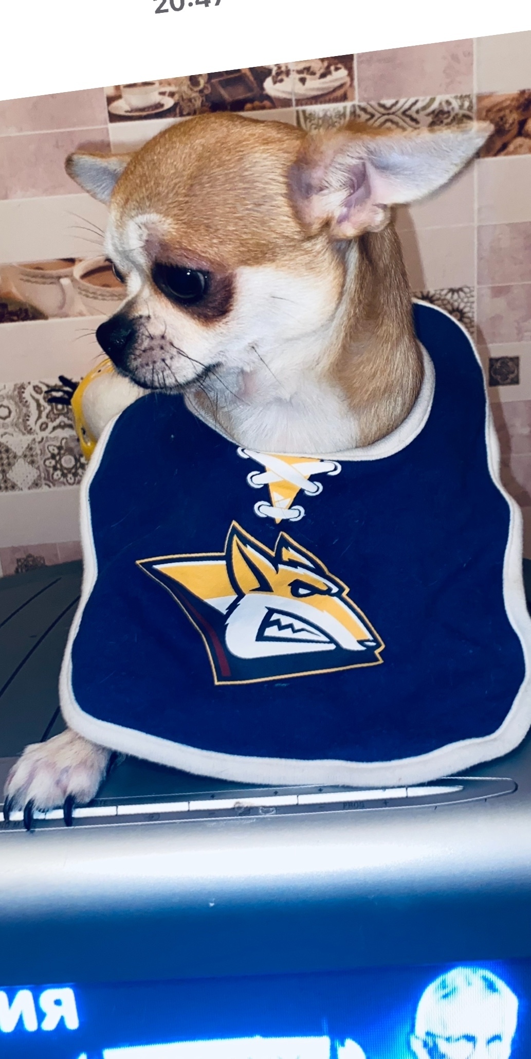 Пропала собака в Магнитогорске — фото объявления