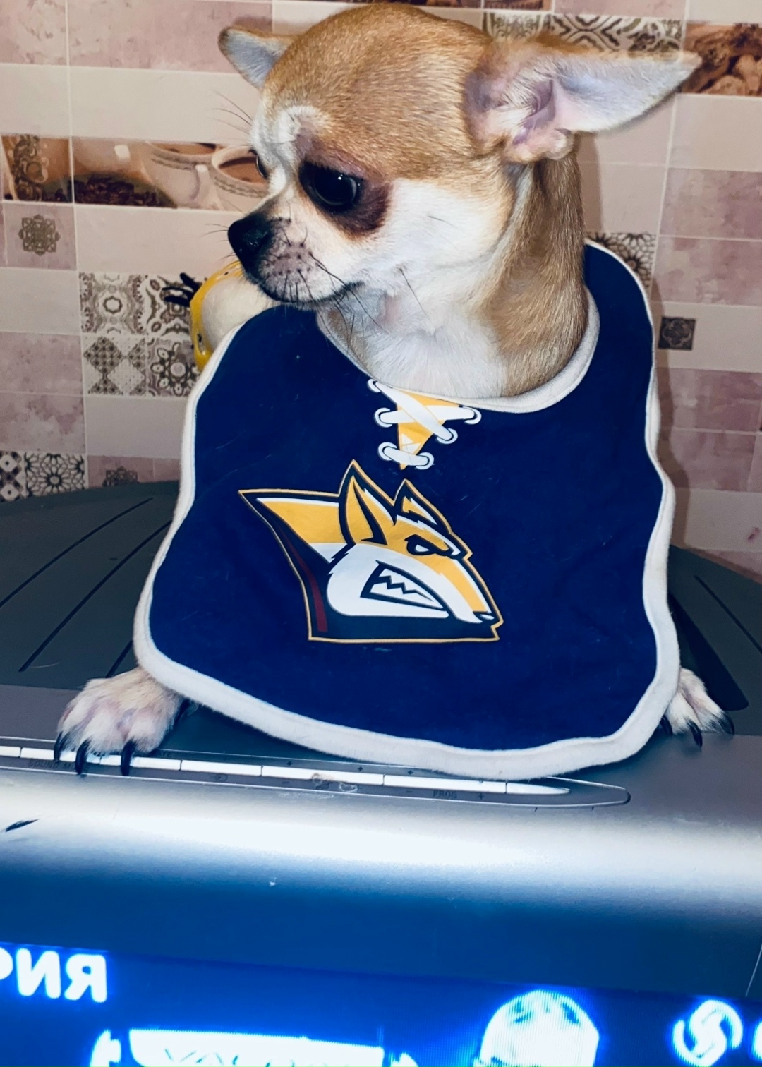 Пропала собака в Магнитогорске — фото объявления