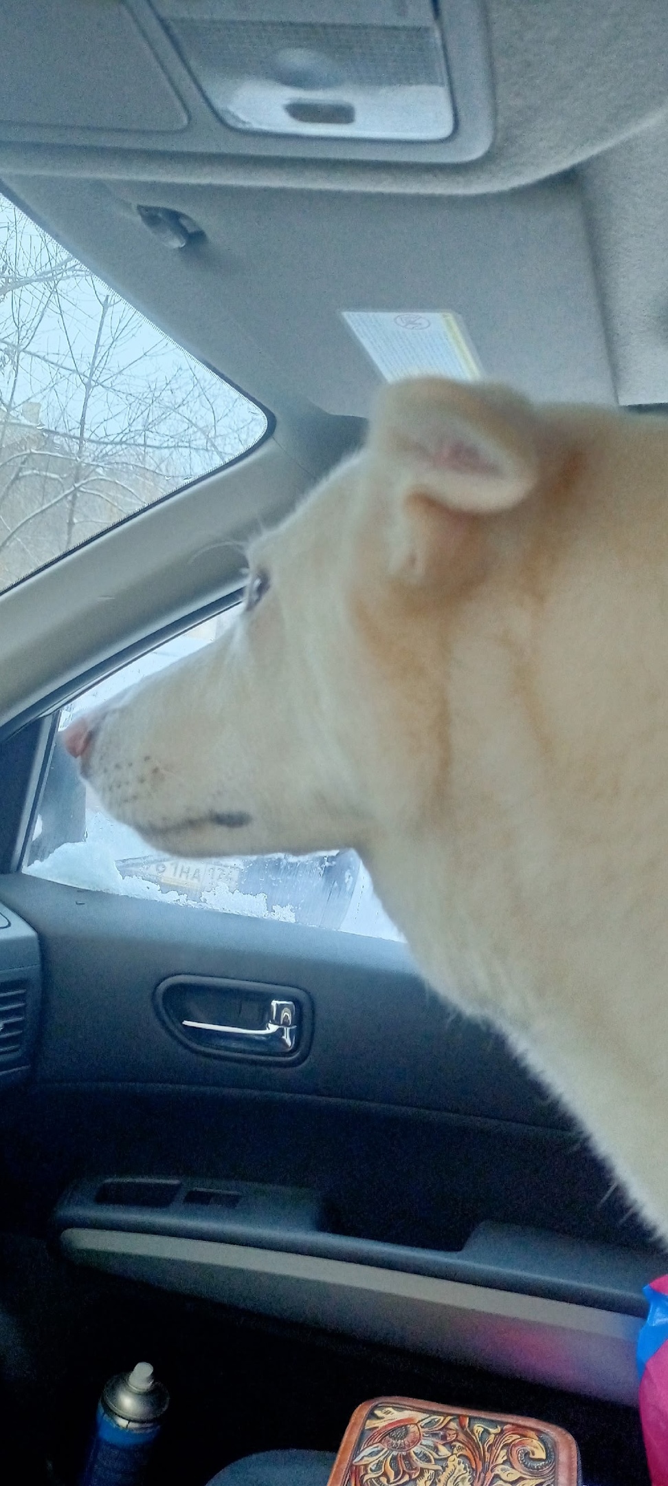 Найдена собака в Магнитогорске — фото объявления