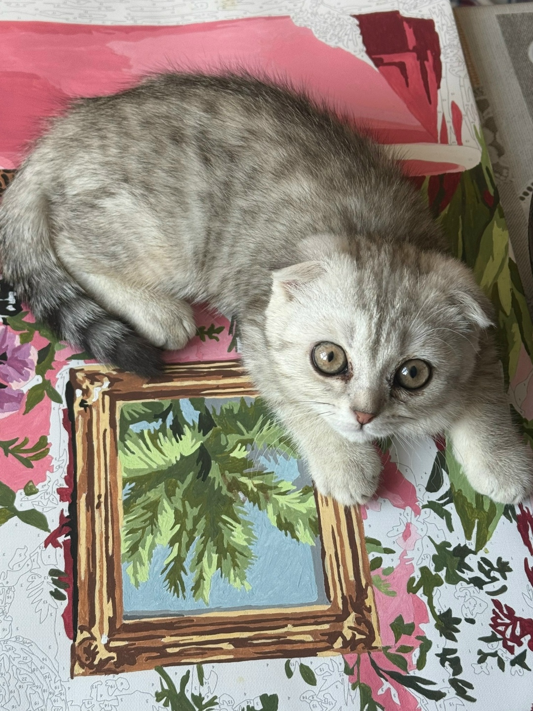 Пропала кошка в Магнитогорске — фото объявления