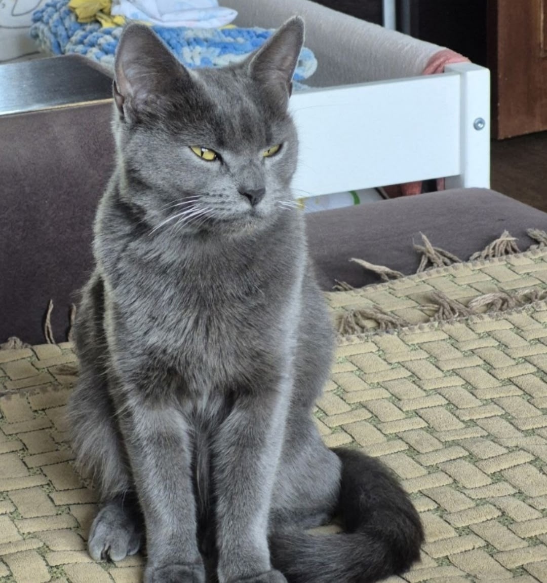 Пропала кошка в Магнитогорске — фото объявления