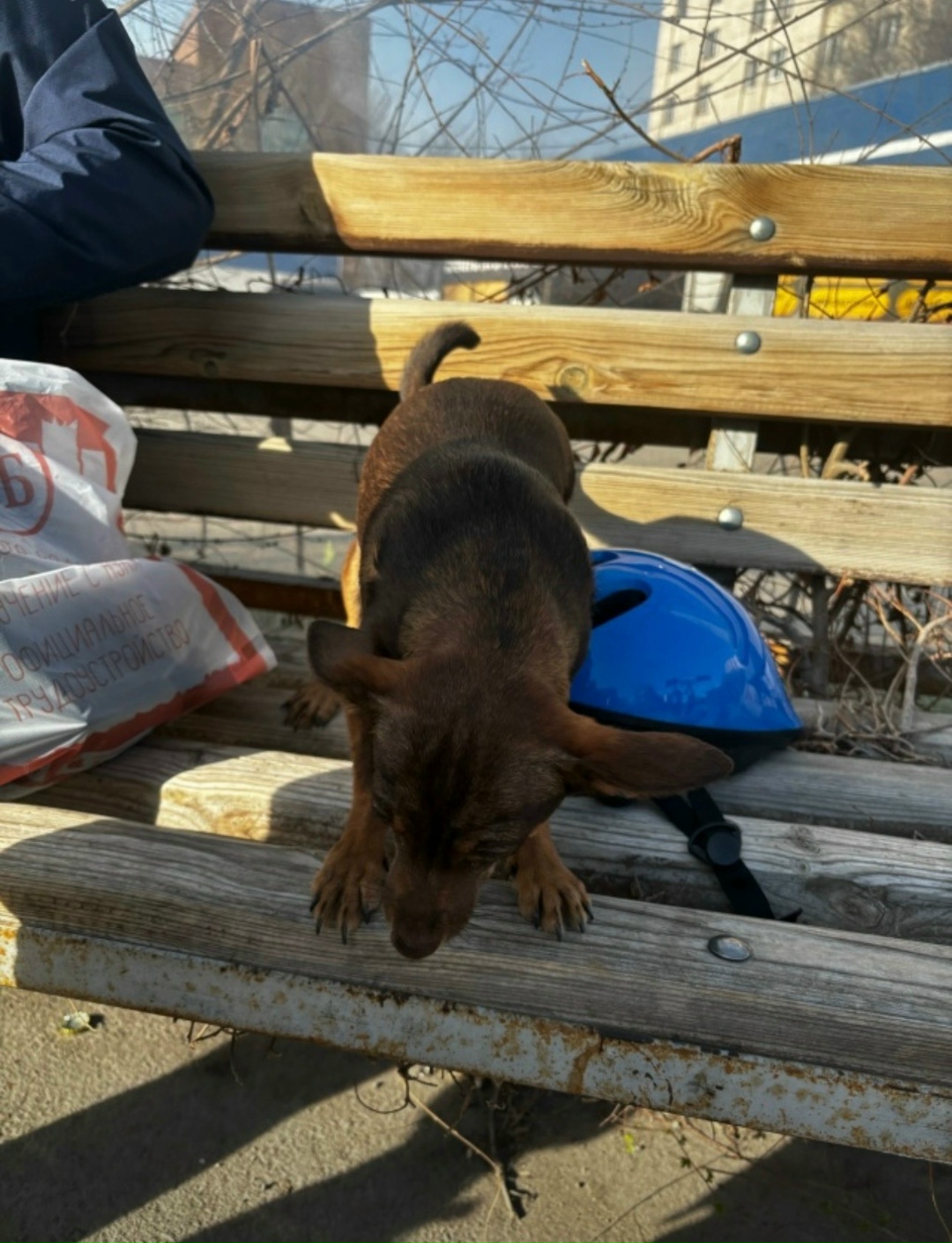 Найдена собака в Магнитогорске — фото объявления