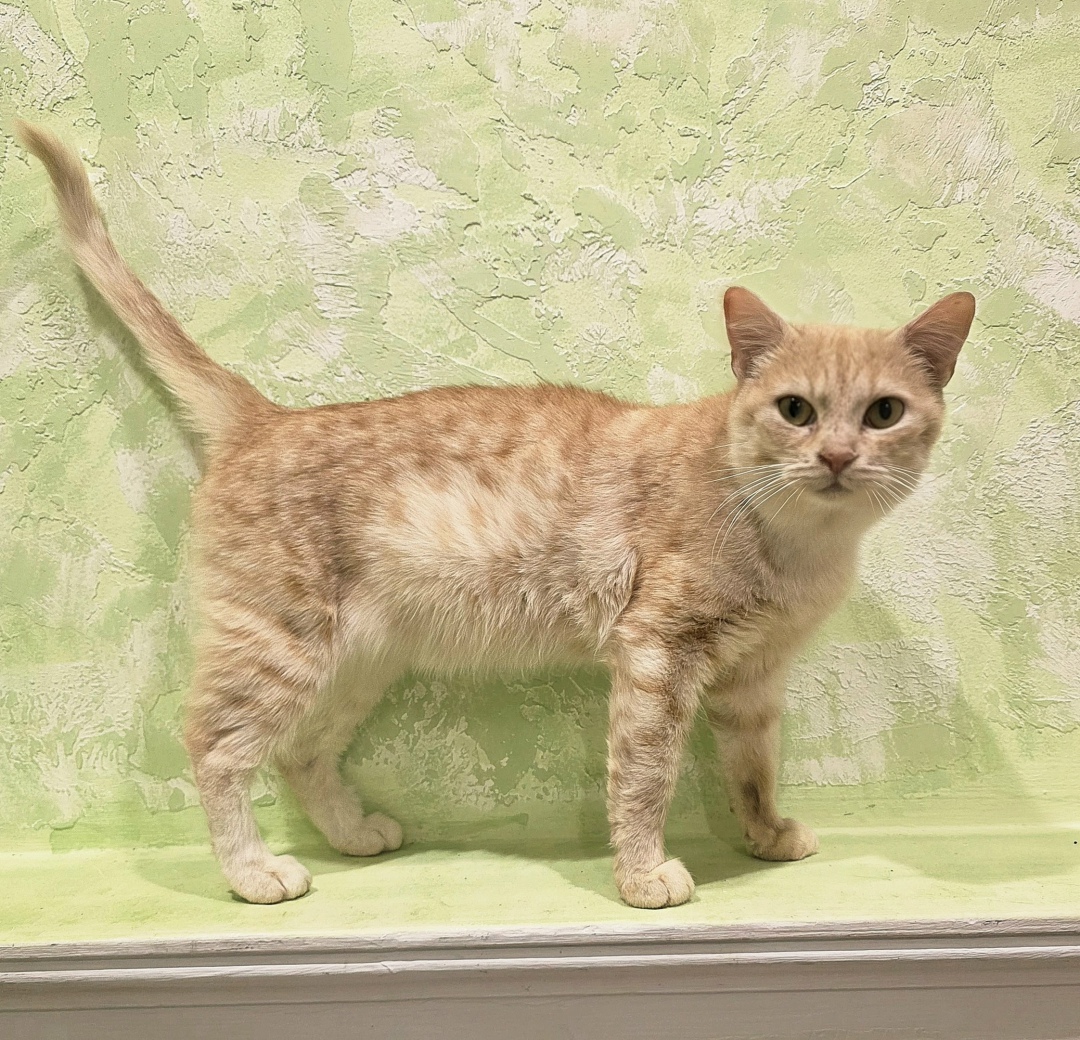 Найдена собака в Магнитогорске — фото объявления