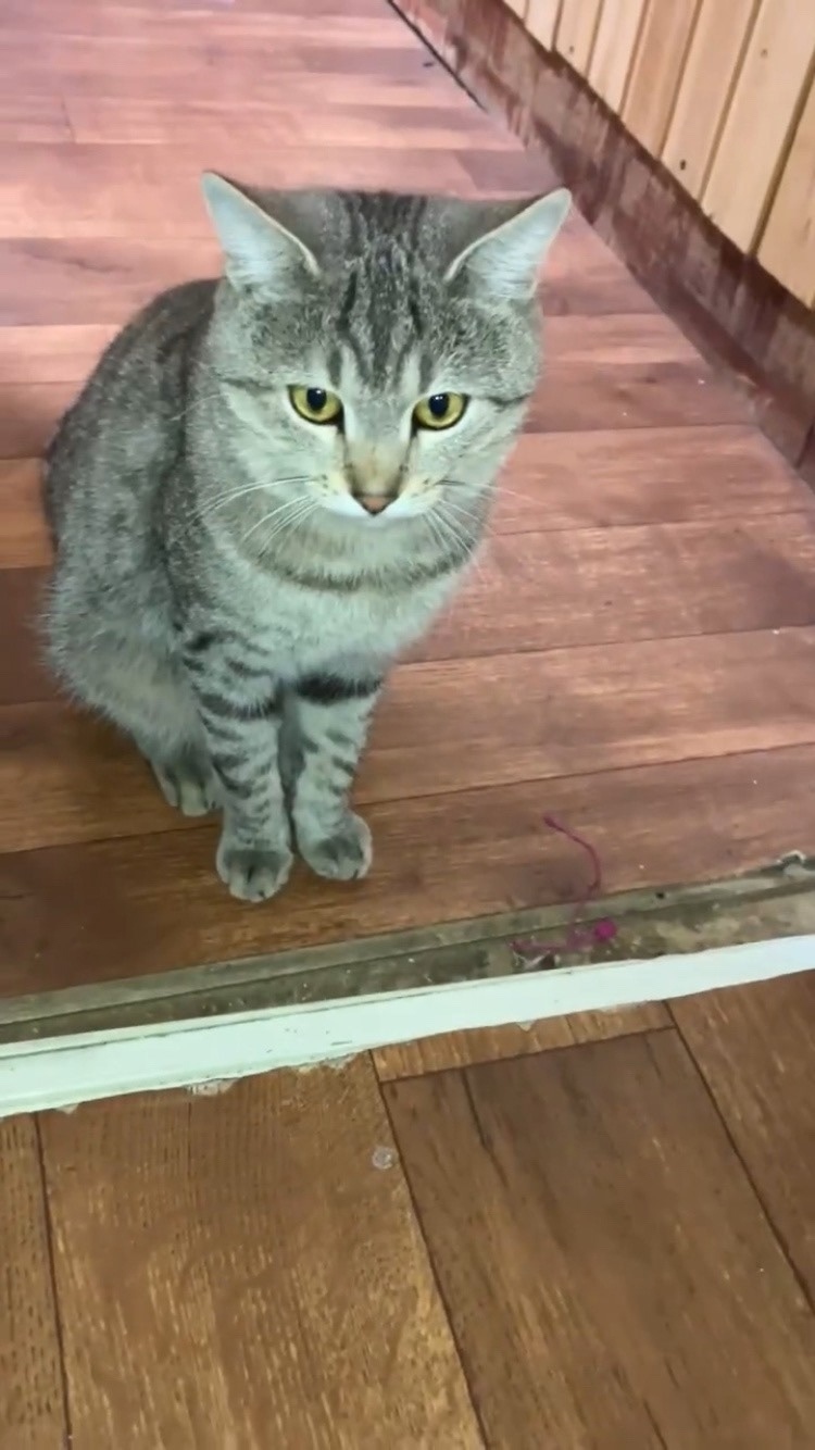 Пропала кошка в Магнитогорске — фото объявления