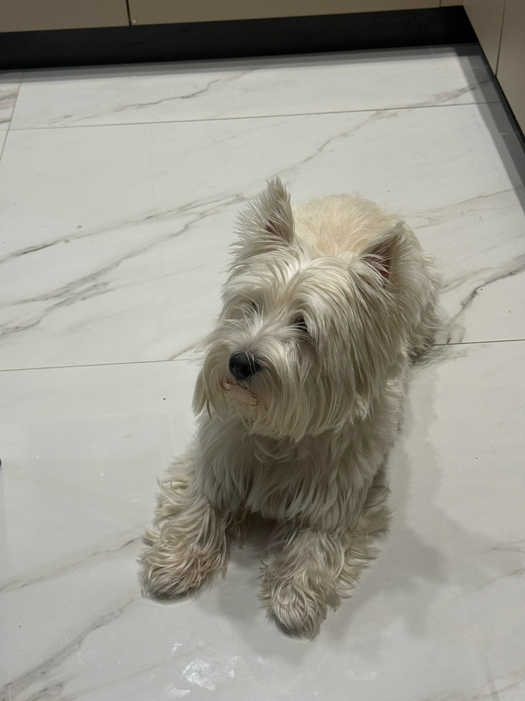 Пропала собака в Магнитогорске — фото объявления