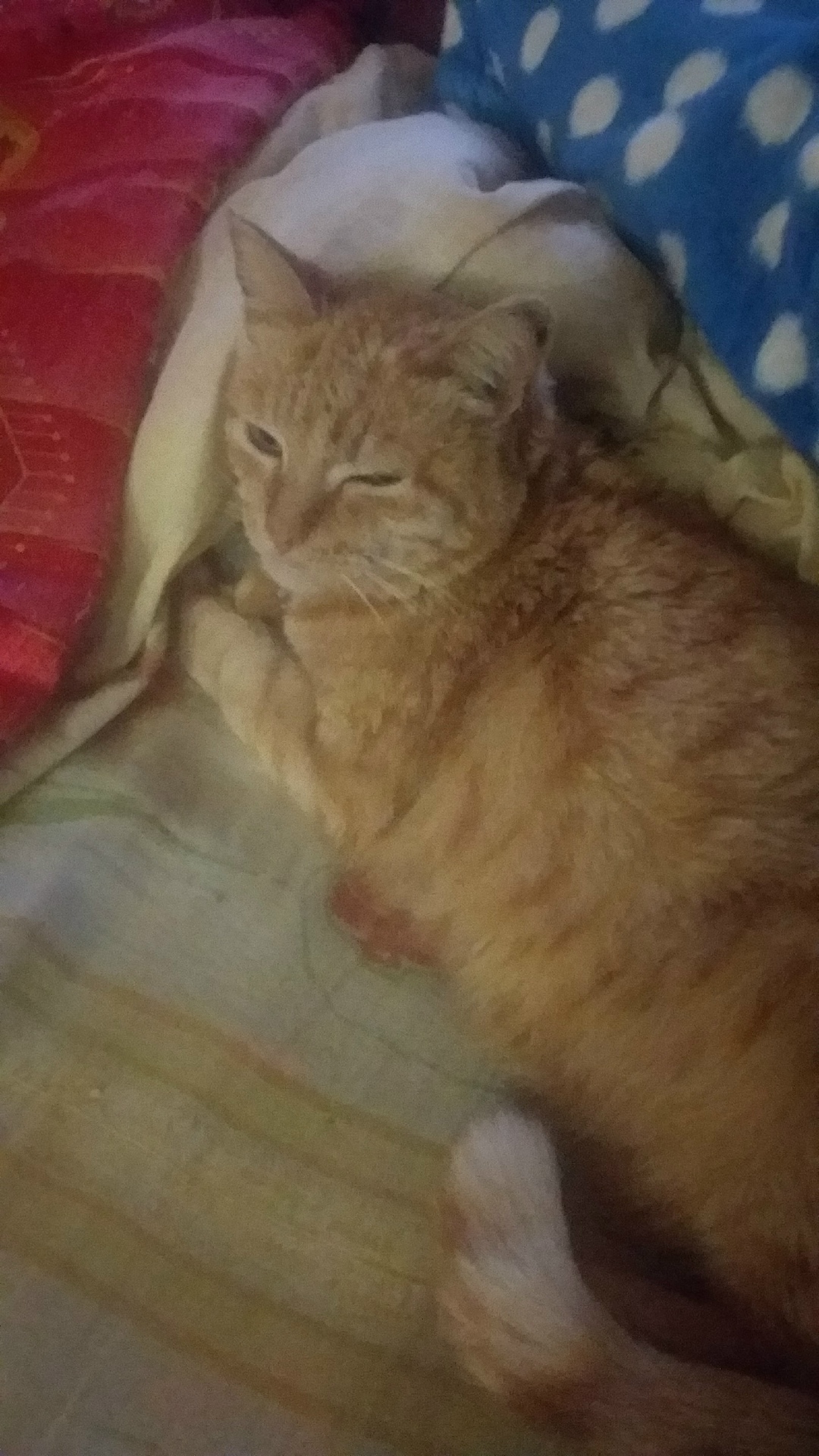 Пропала кошка в Магнитогорске — фото объявления