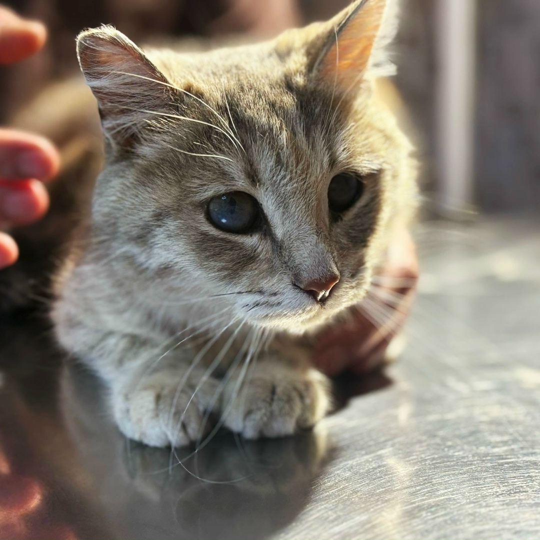 Найдена собака в Магнитогорске — фото объявления