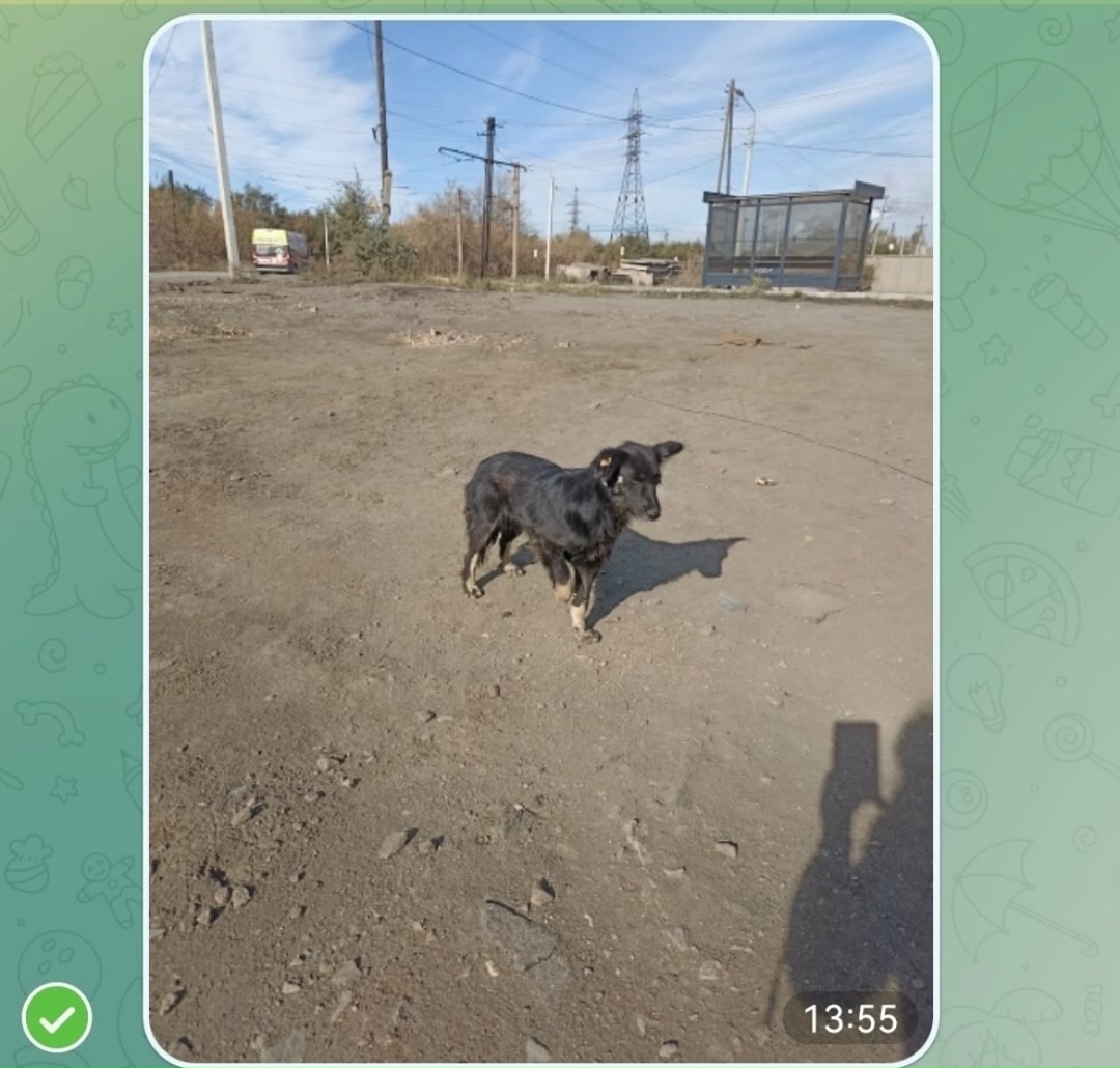 Найдена собака в Магнитогорске — фото объявления