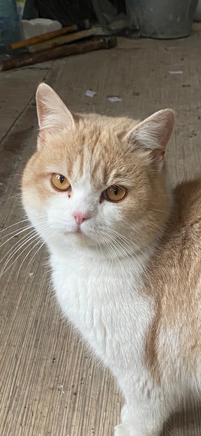 Найдена собака в Магнитогорске — фото объявления