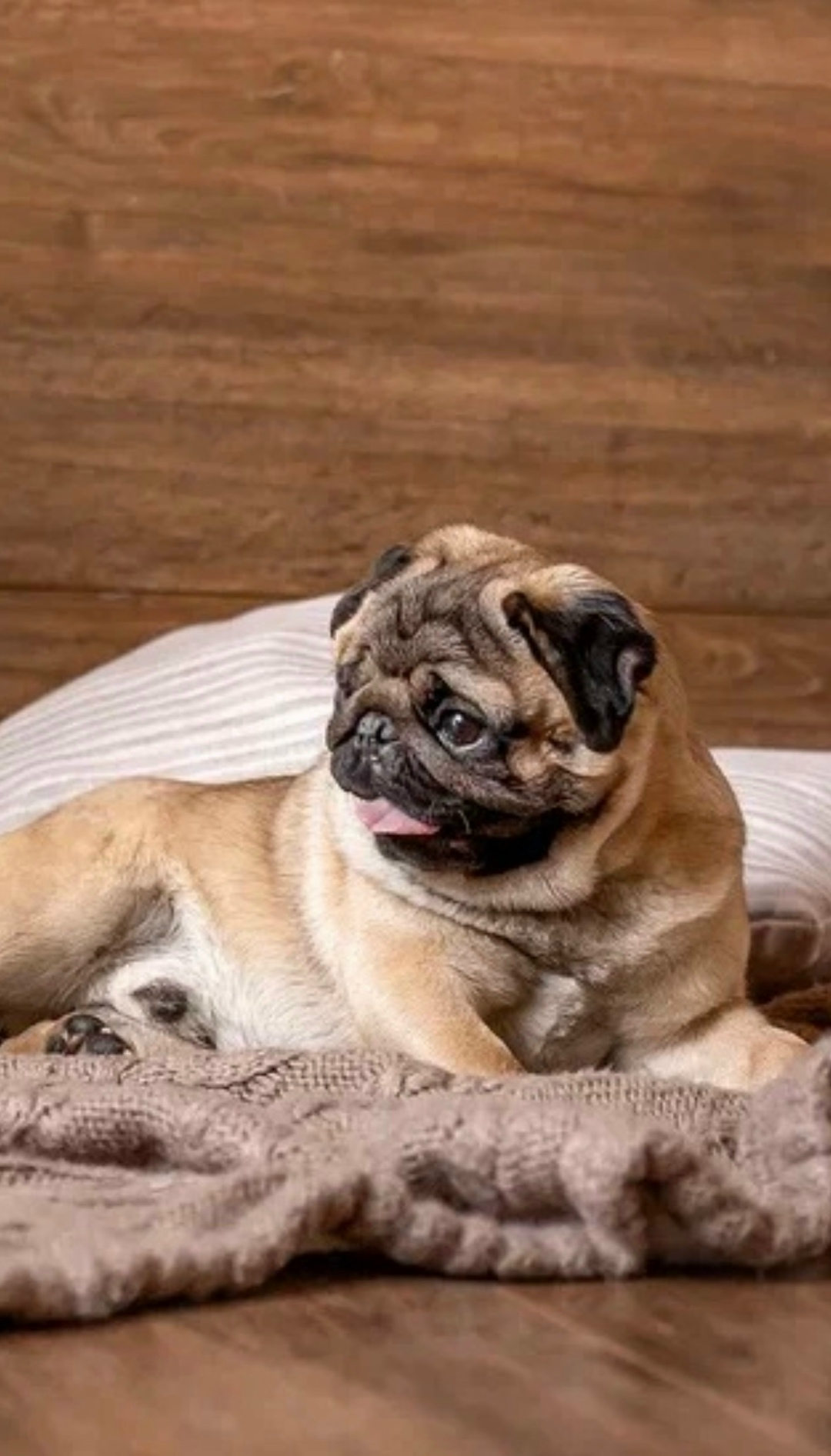 Пропала собака в Магнитогорске — фото объявления